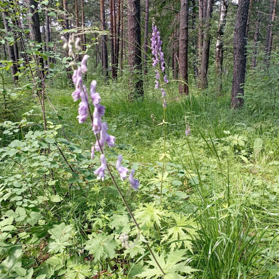 Ядовитое растение на Таганае