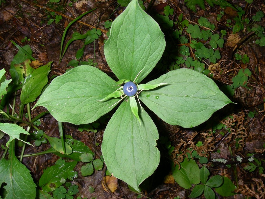 Волчье лыко, болиголов пятнистый, белена