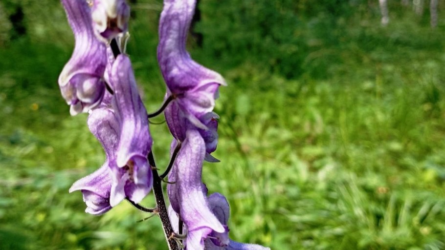 Опасный Аконит