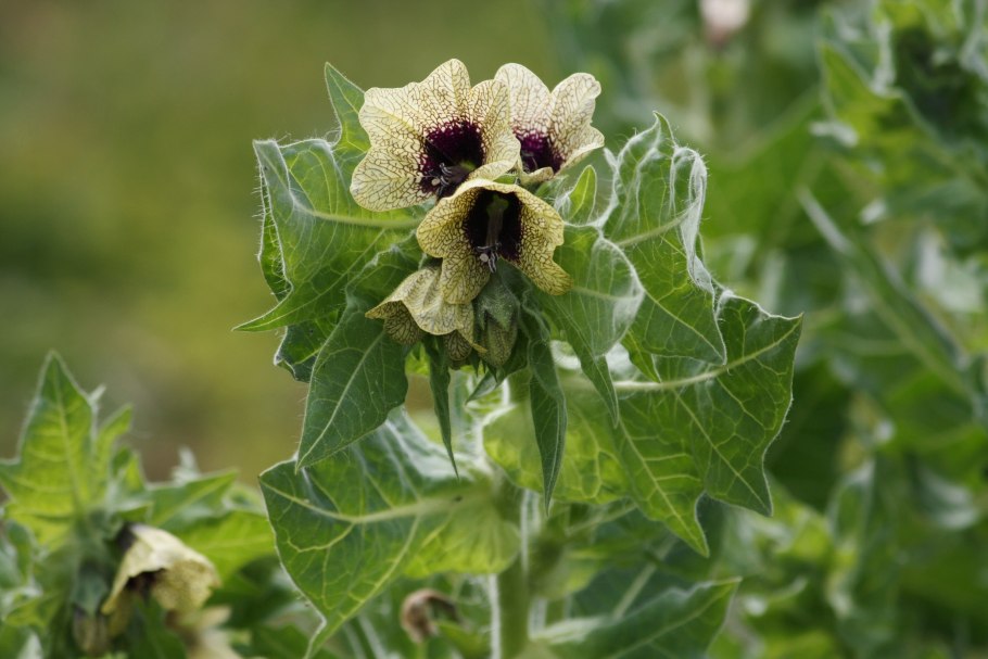 Белена черная (Hyoscyamus Niger)