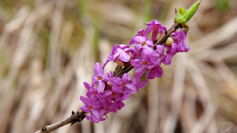 Систематика Лютика едкого