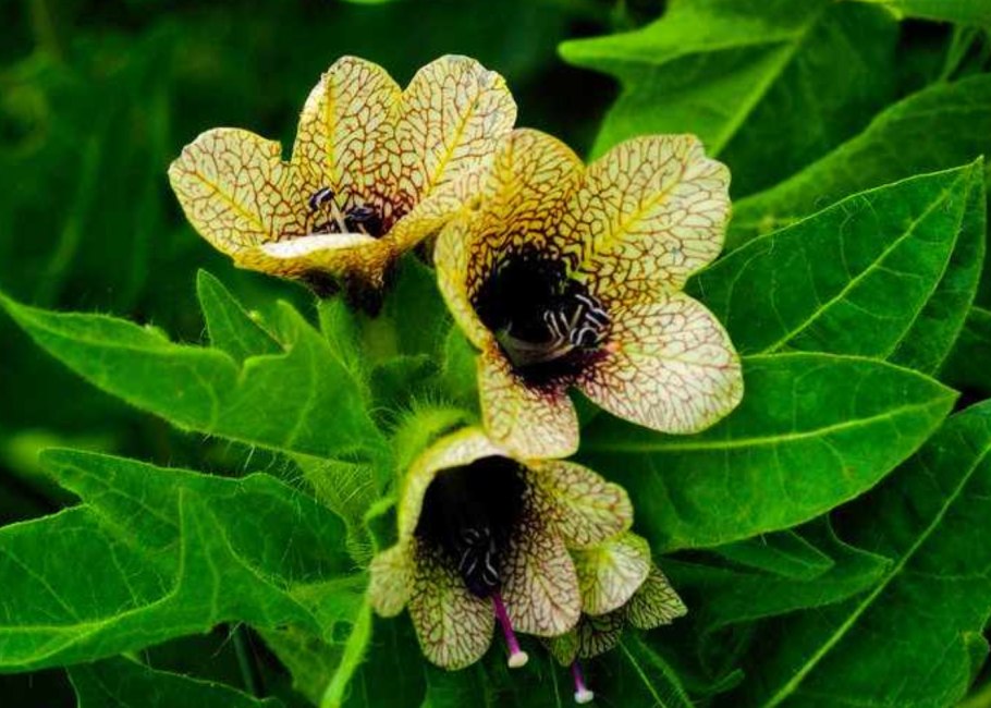 Белена (Hyoscyamus)