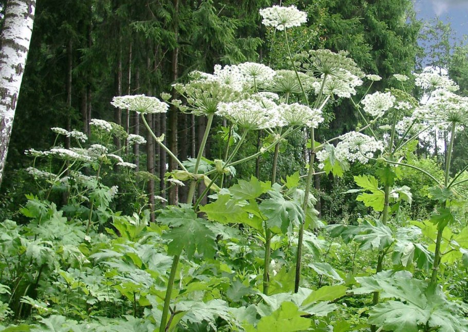 Ядовитые растения