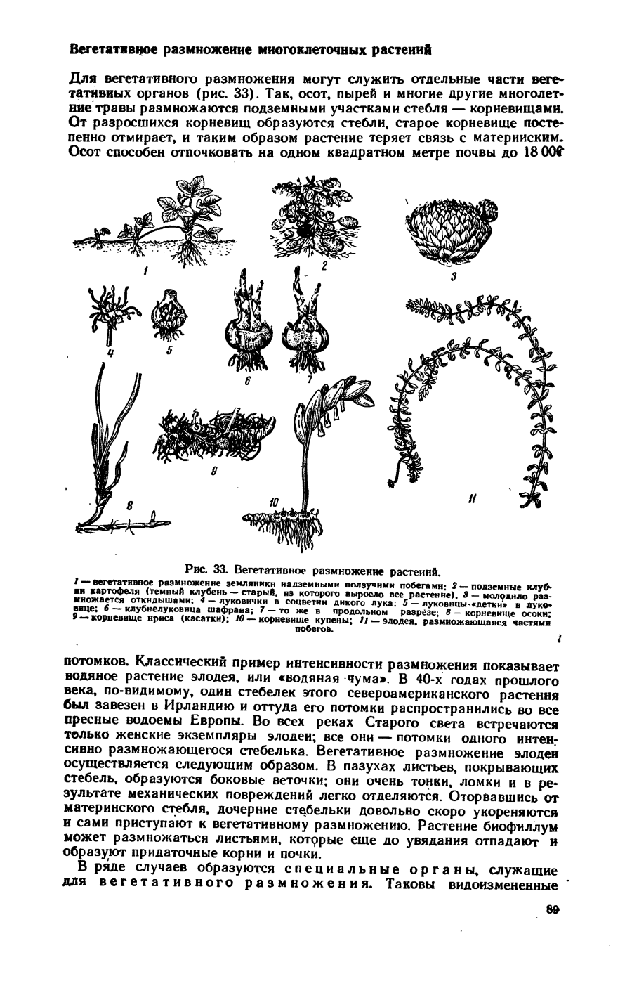 Органы вегетативного размножения у осота