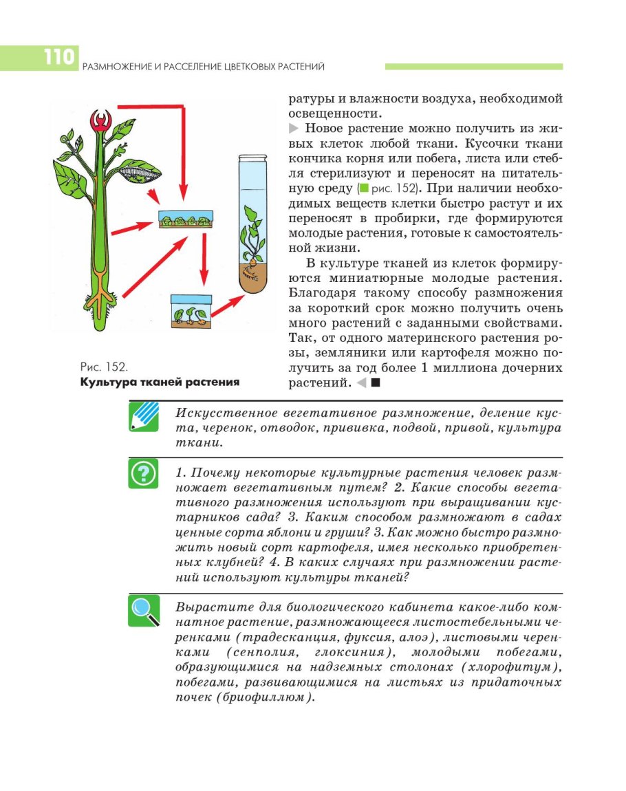 Размножение и расселение цветковых растений