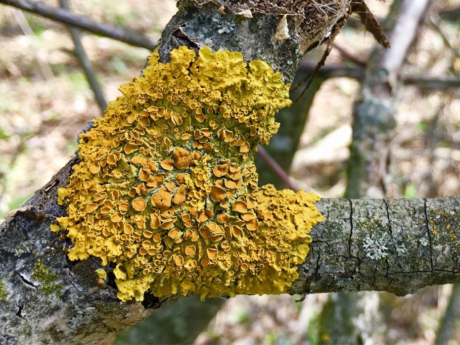 Мерулиус лишайник