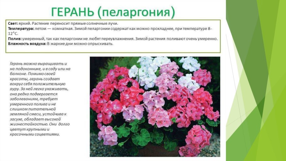 Паспорт комнатных растений в детском саду пеларгония