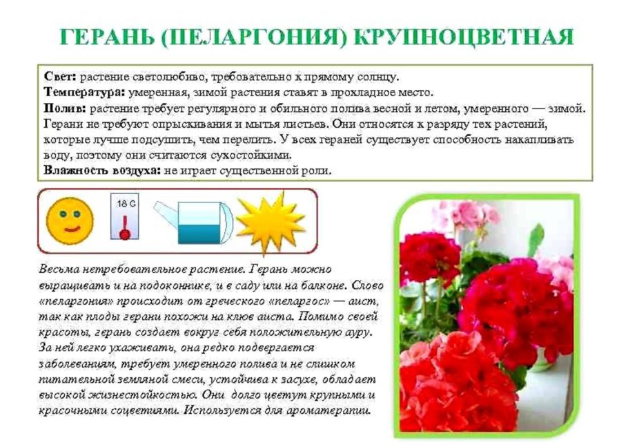 Паспорт комнатных растений в детском саду герань