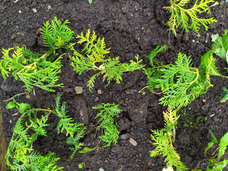 Туя Западная размножается