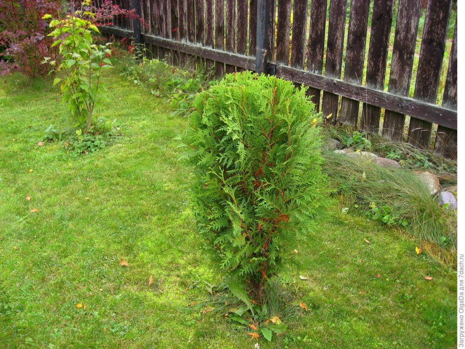 Туя Западная Мириам черенок