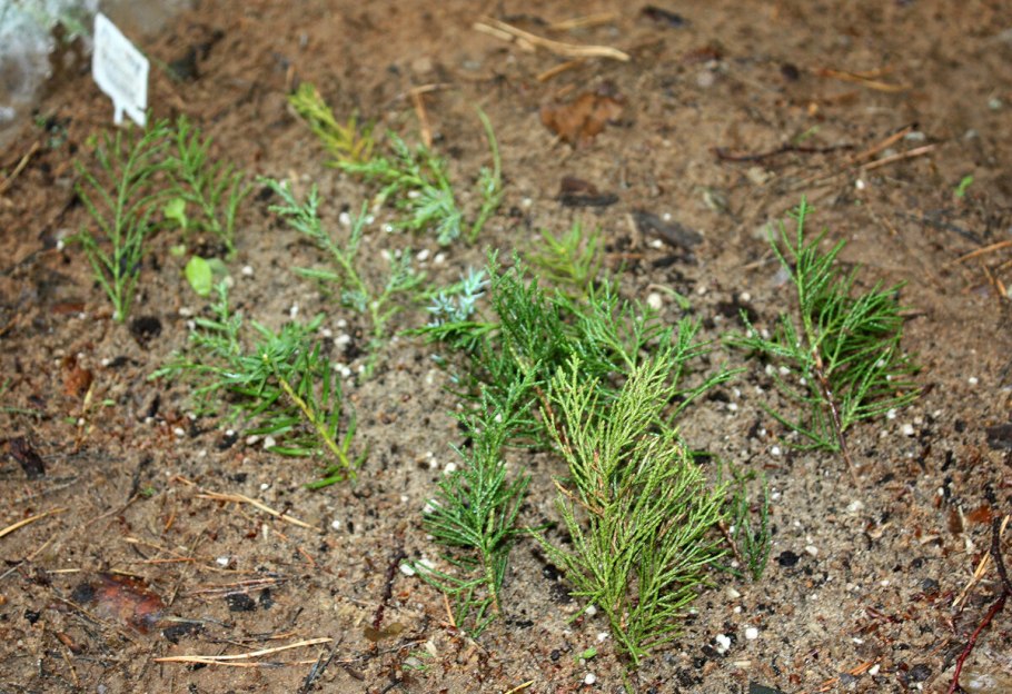 Корни у черенков туи