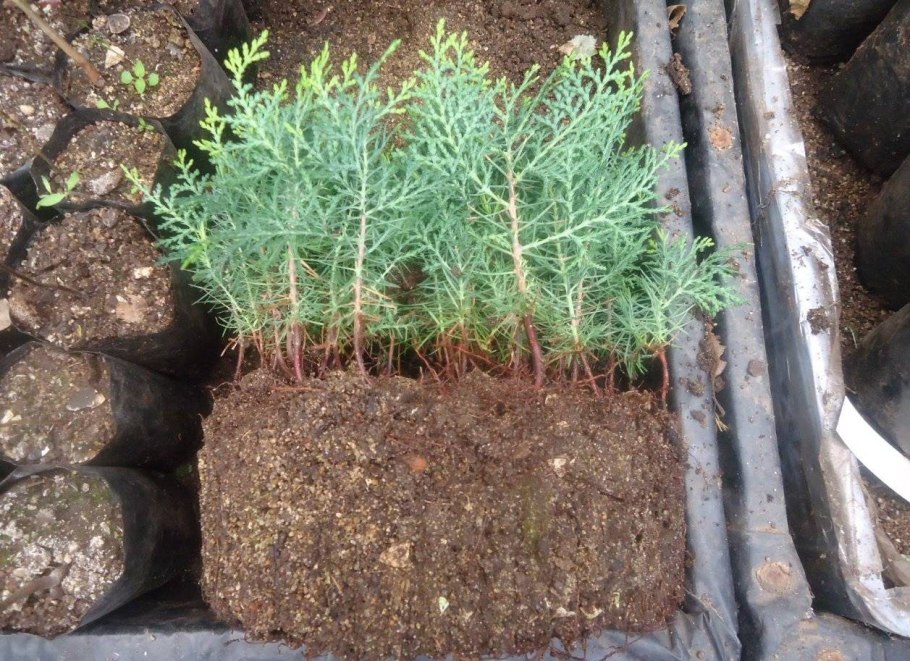 Высадка туи Смарагд в грунт