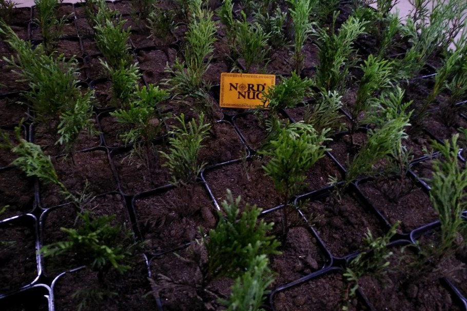 Укрытие туи Смарагд