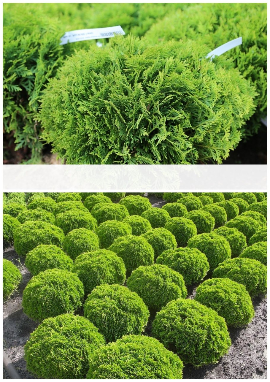 Туя Западная размножается