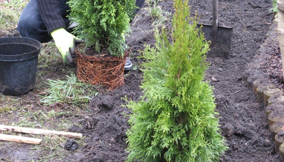 Всходы туи Брабант