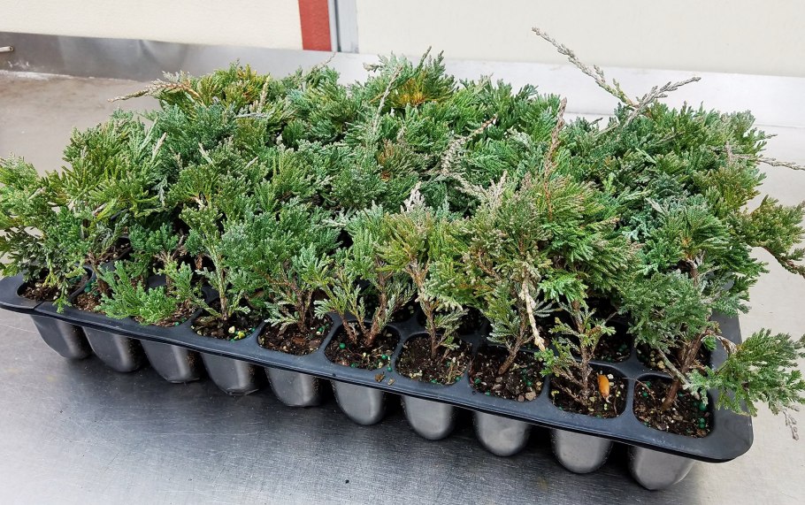 Можжевельник казацкий черенок