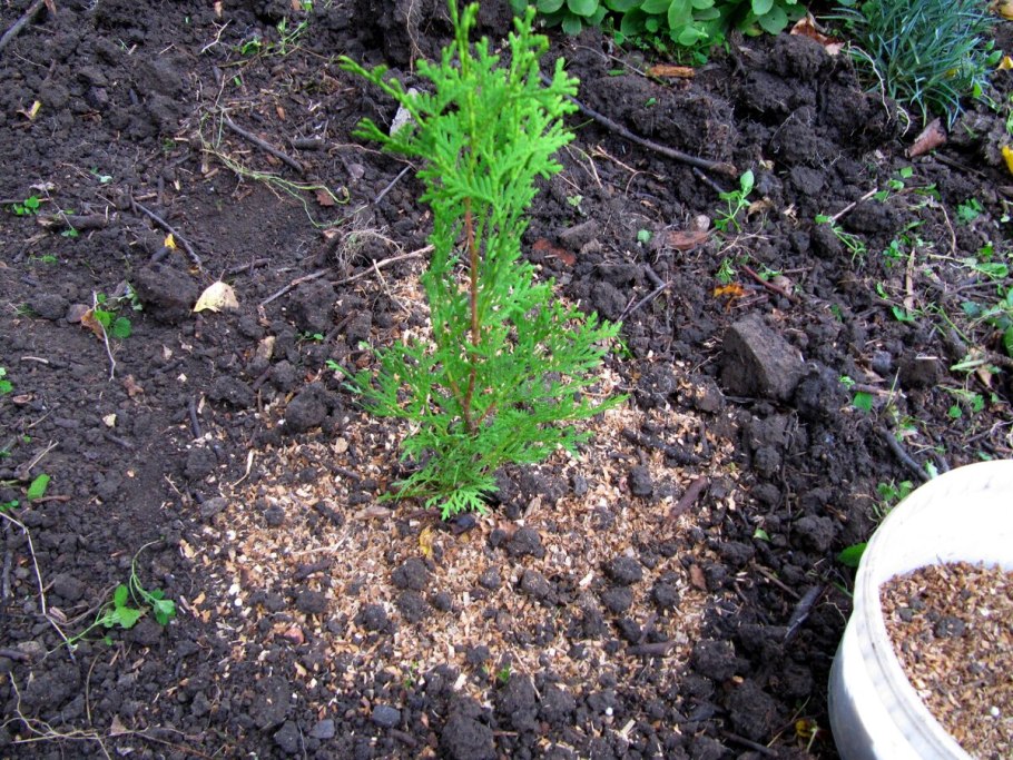 Туя поросль