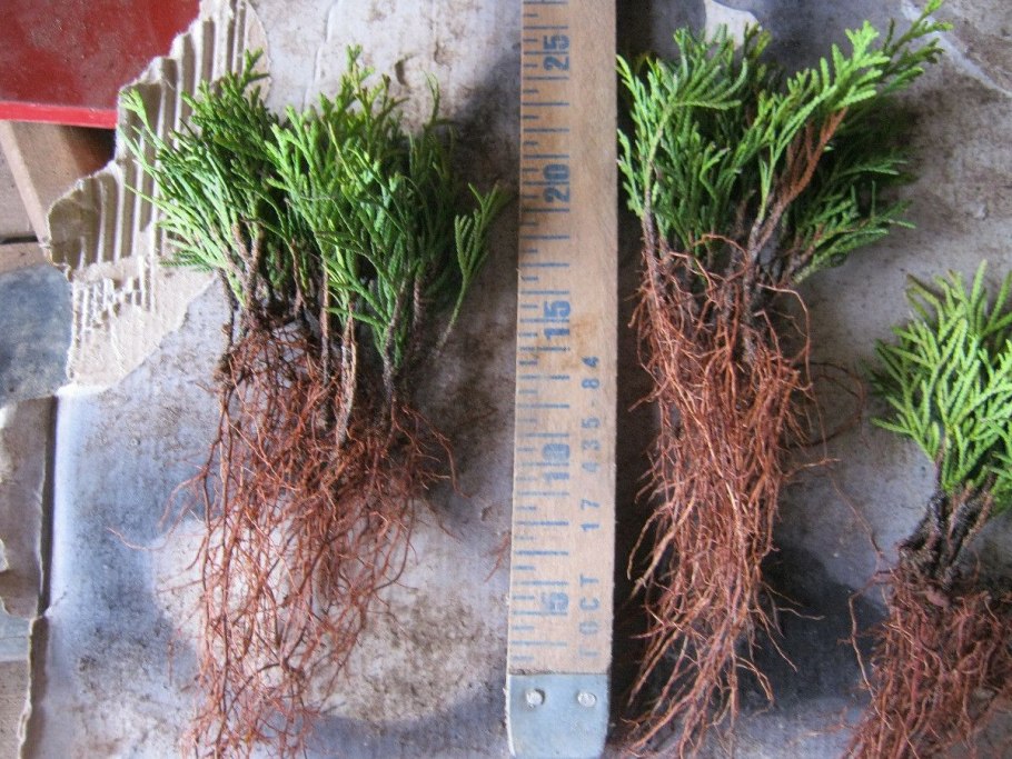 Пересадка крупномеров можжевельник