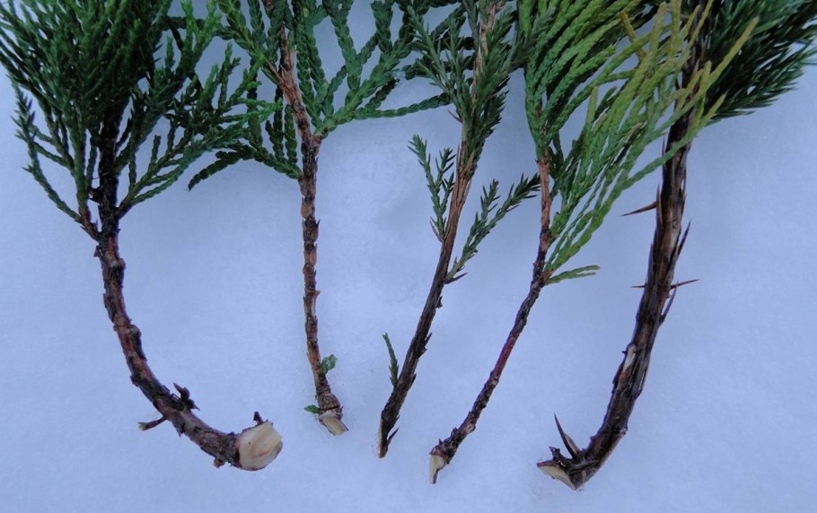 Черенки декоративных растений