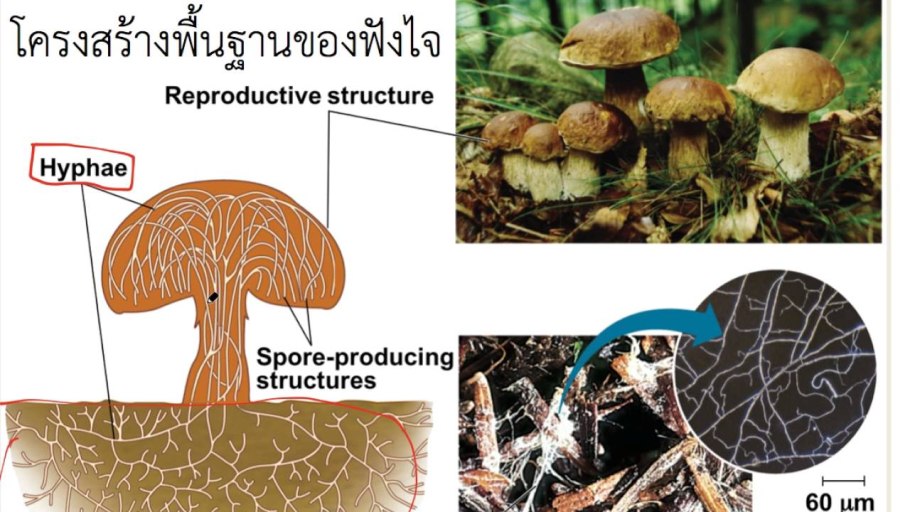 Рассмотри рисунки с изображением грибов назови их