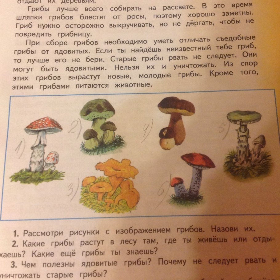 Строение гифов грибов