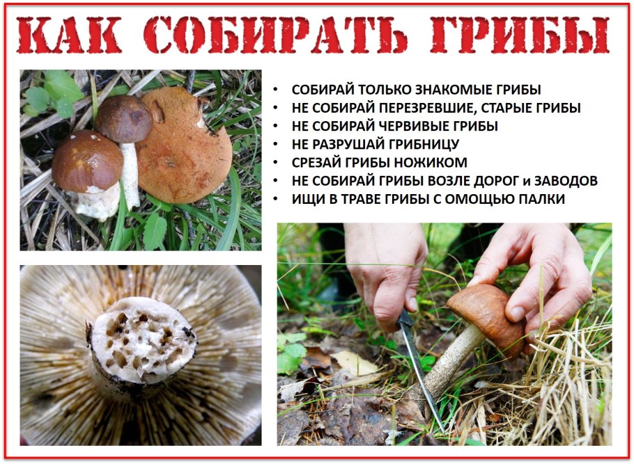 Стадии развития гриба