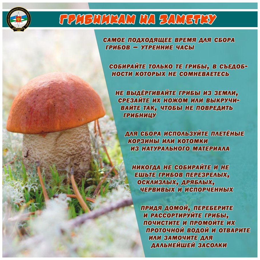 Как нало собирать грибы