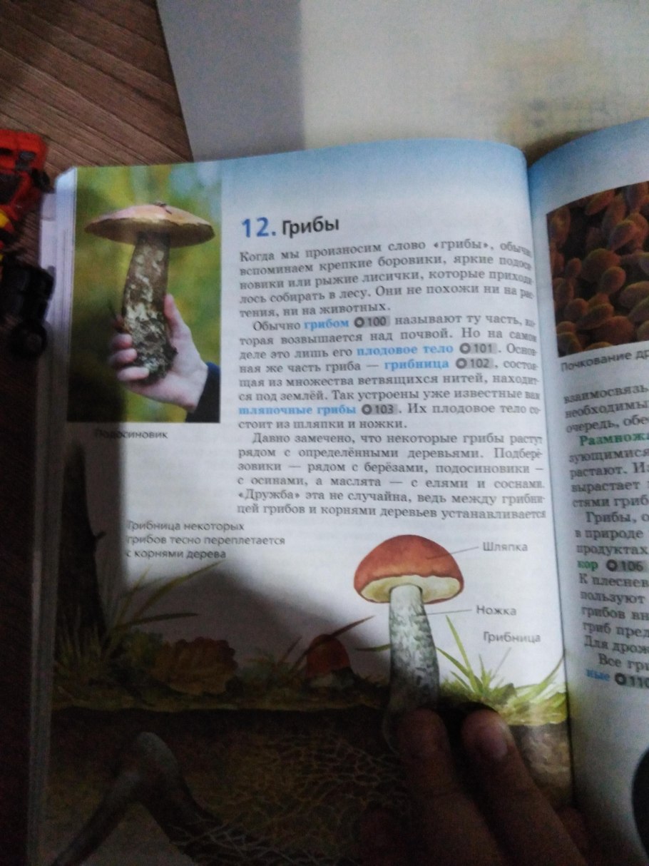 Симбиоз высших растений