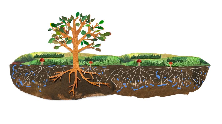 Ризоморфный мицелий