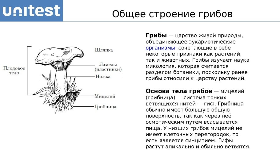 Царство грибов строение грибницы