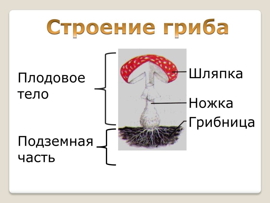 Строение гифов грибов
