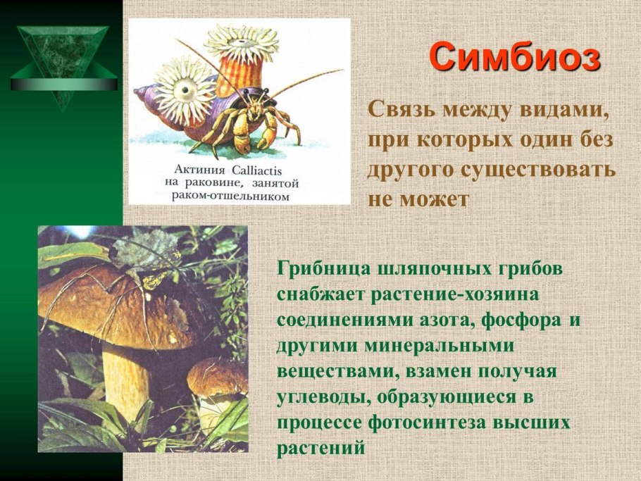 Поперечный срез микоризы