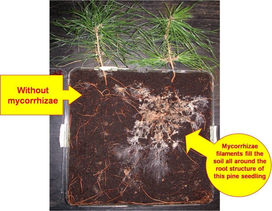 Царство грибов 3 класс окружающий