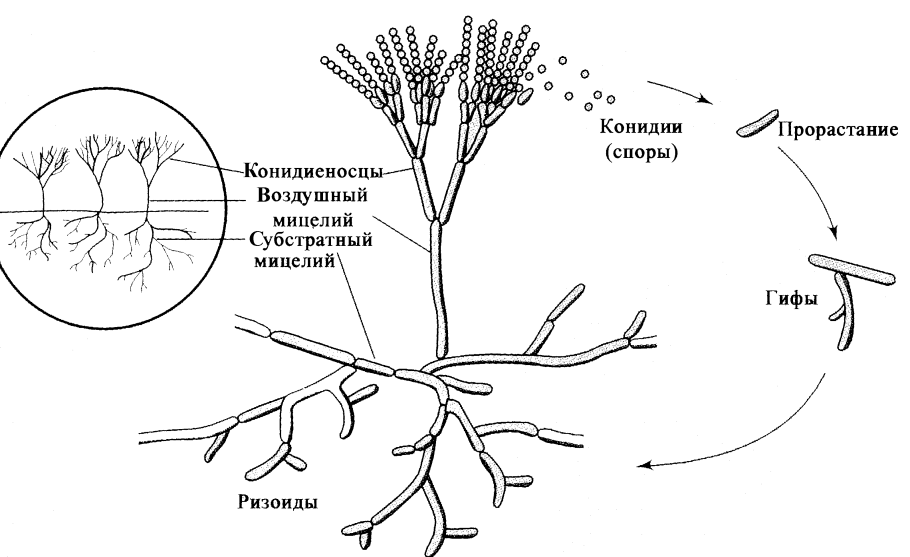 Культивируемые грибы строение