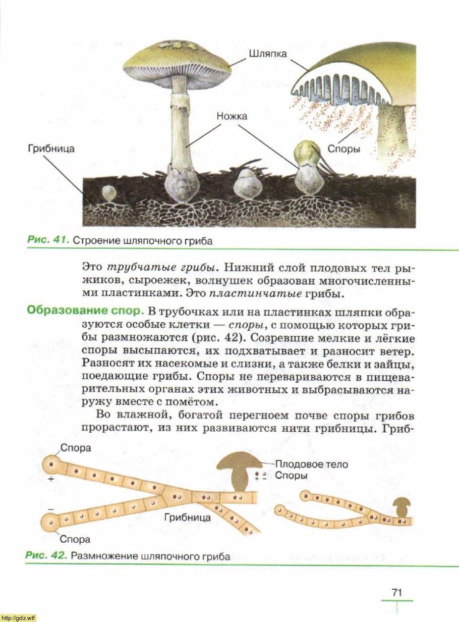 Плодовое тело шляпочного гриба служит для образования спор