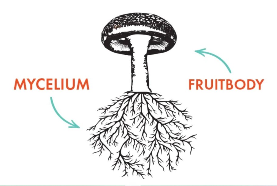 Роль симбионтов грибов в природе