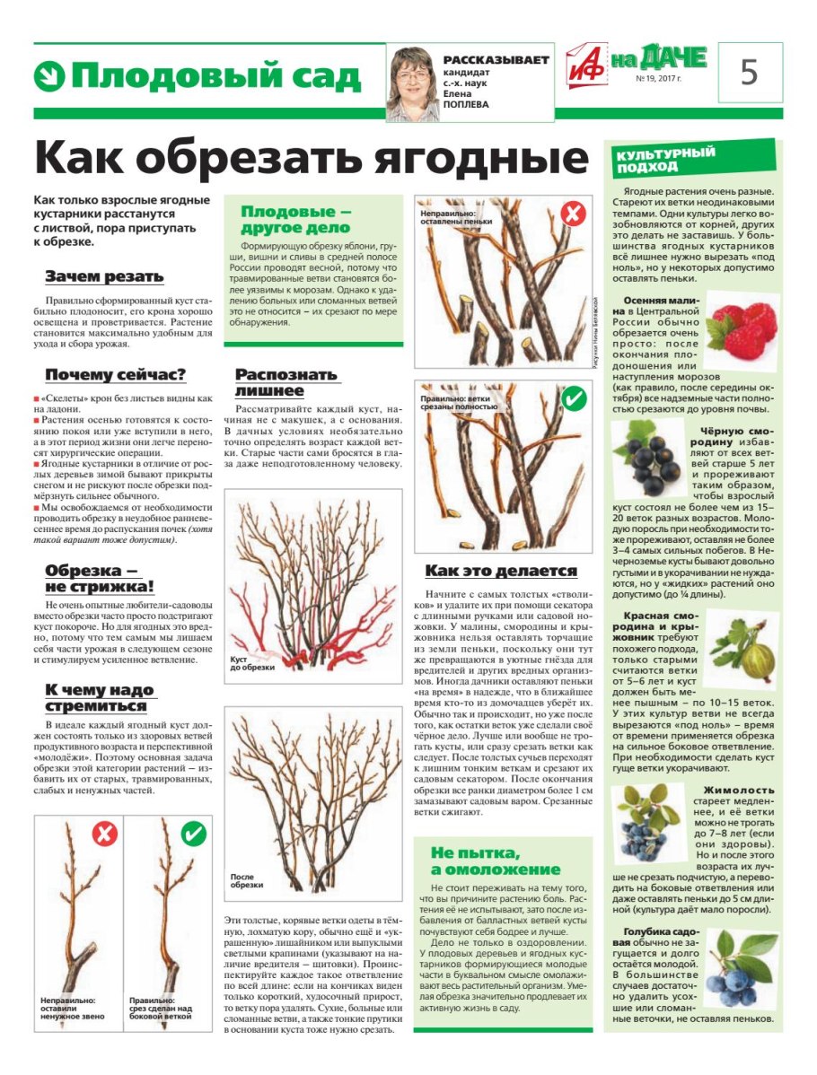 Обрезка плодовых деревьев и кустарников
