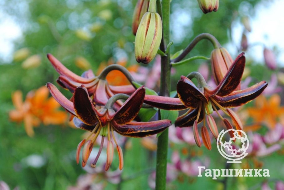 Lilium martagon l.