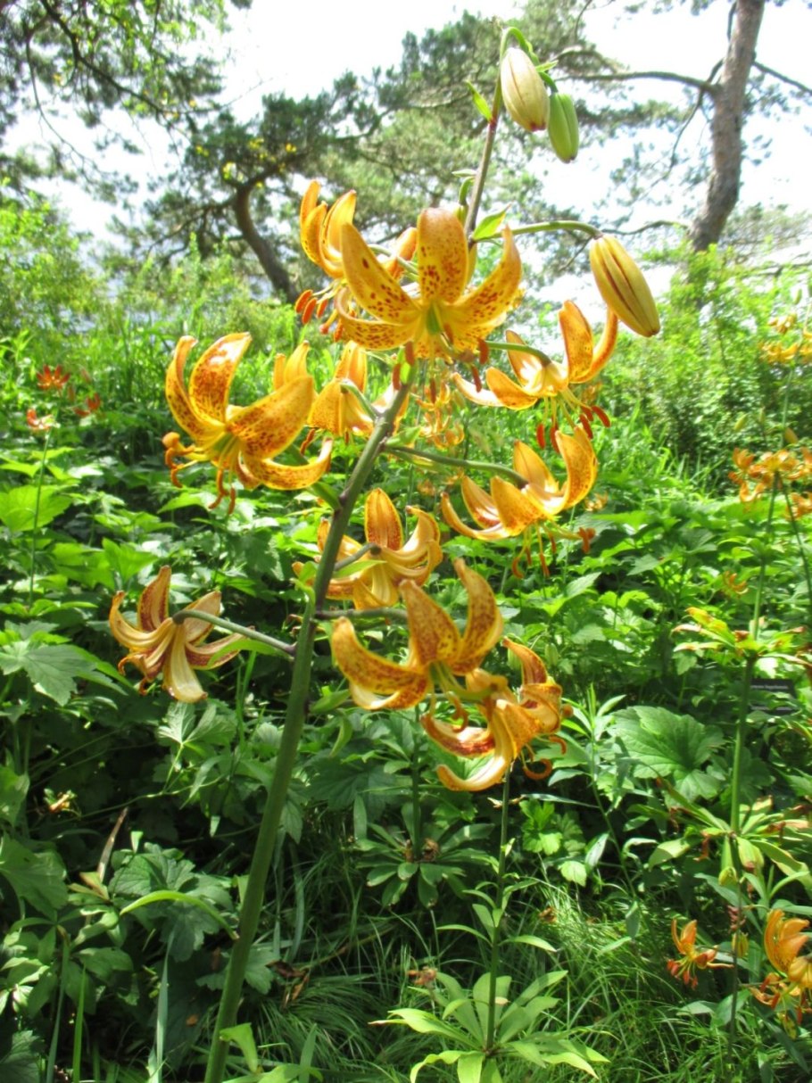 Тигровая Лилия саранка