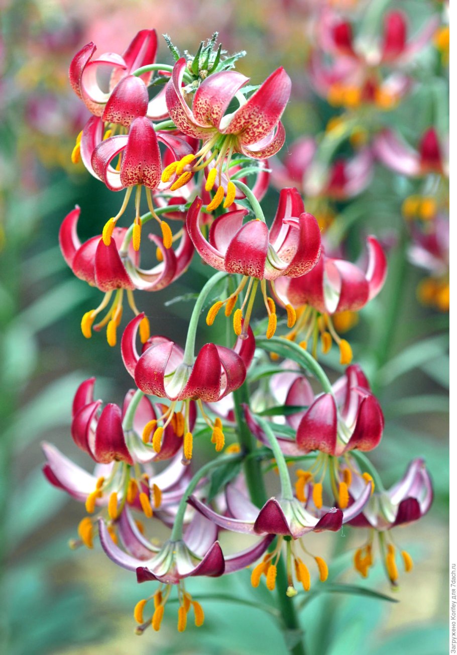 Мартагон Голден Монинг