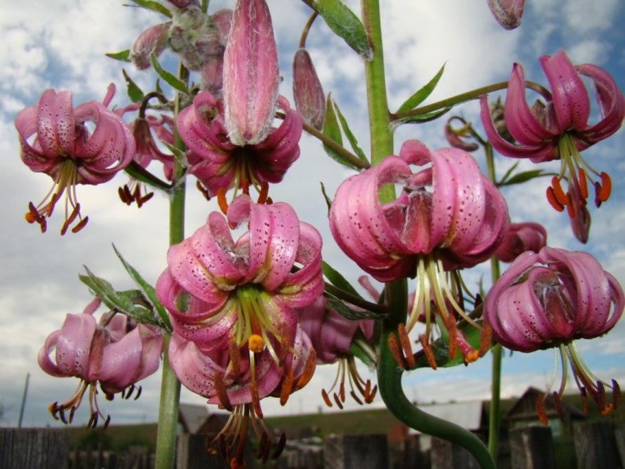 Martagon Lily, common Turk's cap Lily