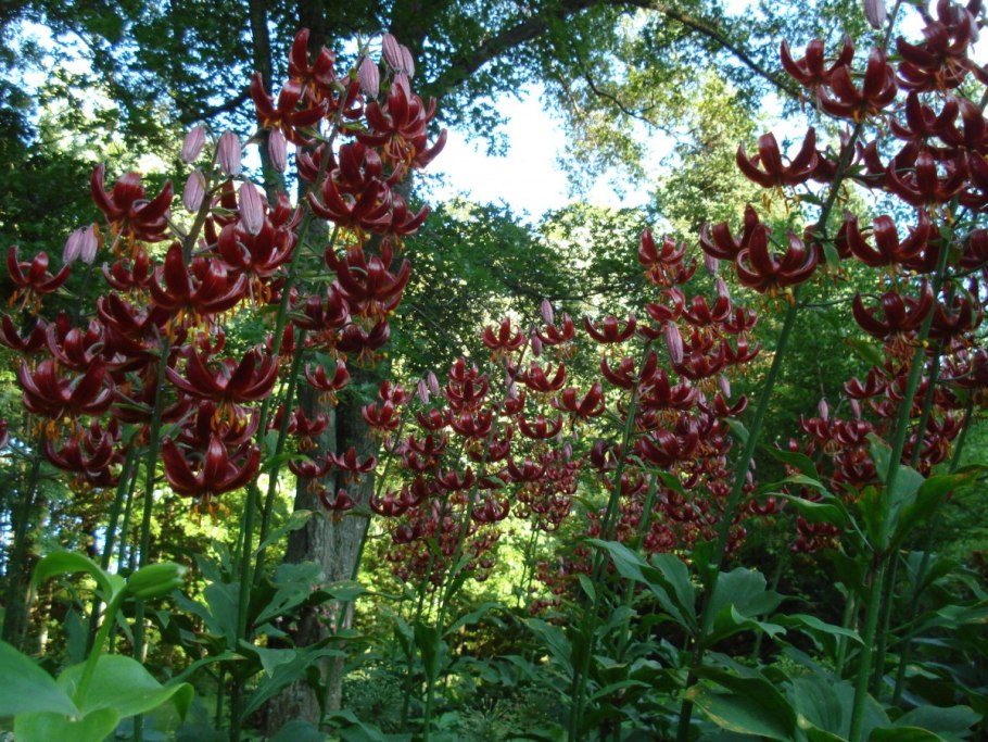 Лилия мартагон Лилит