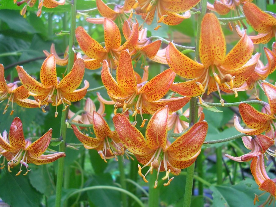 Лилия кудреватая мартагон