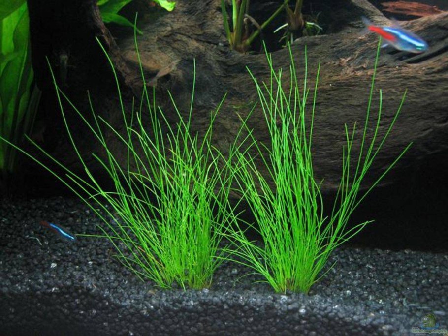 Элеохарис парвула (Eleocharis parvula)