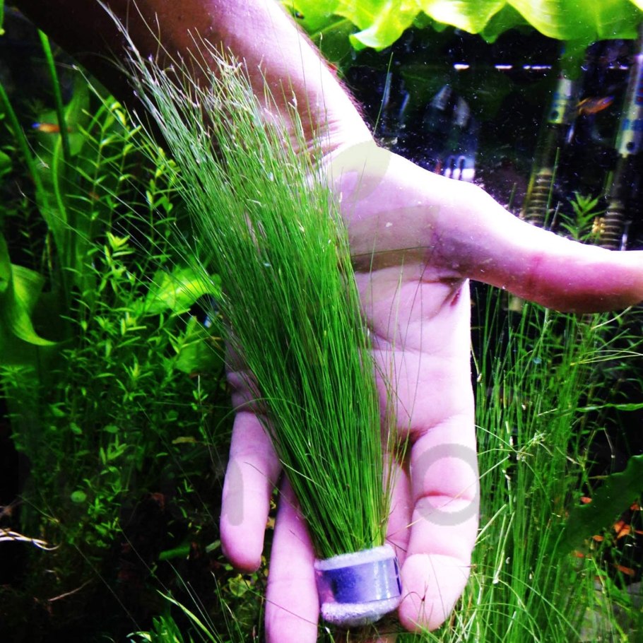 Элеохарис живородящий (Eleocharis vivipara)
