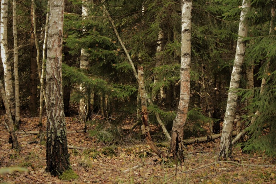 Тайга (хвойные леса) реки Сыктывкар