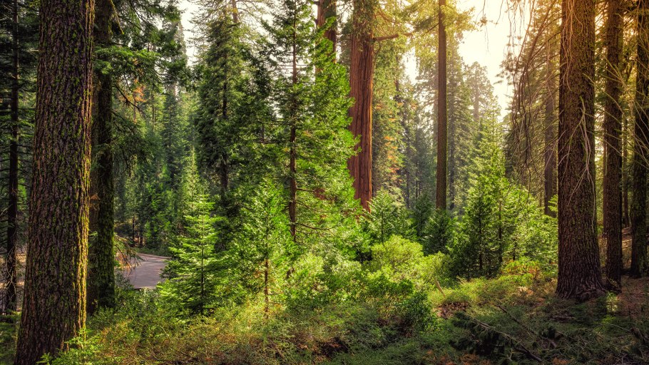 Тайга (хвойные леса) Сыктывкар