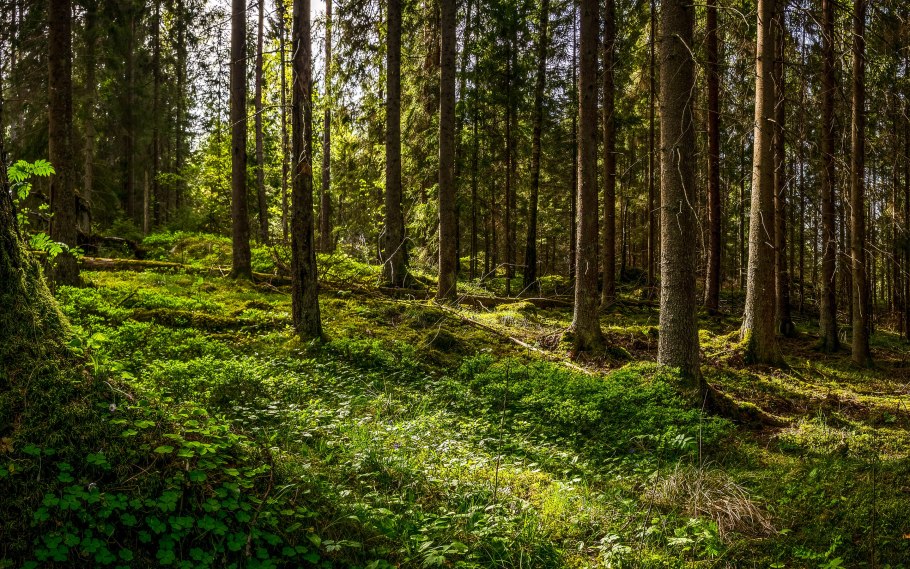 Дремучая темнохвойная Тайга