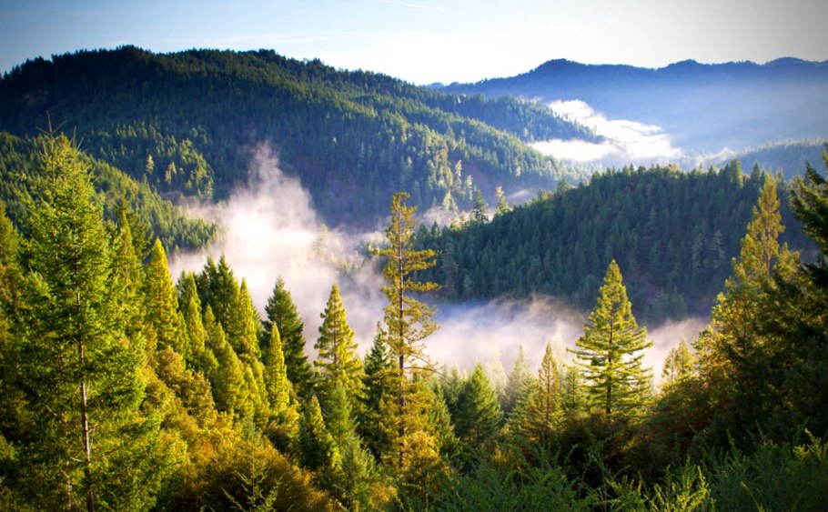 Верхушки деревьев