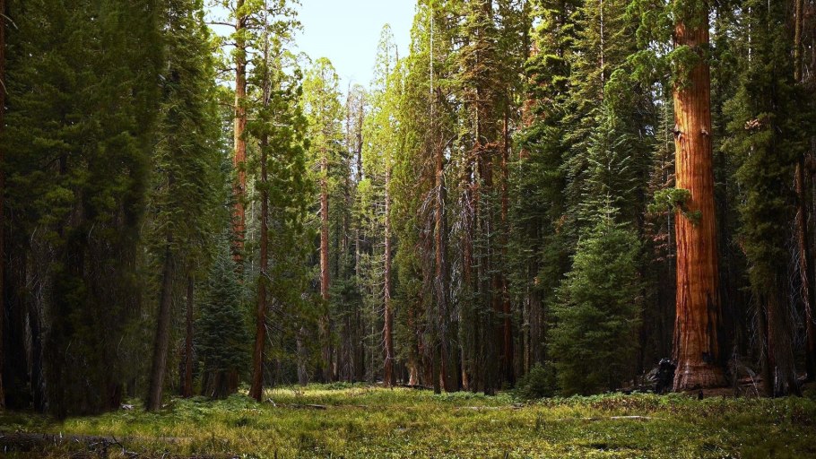 Тайга лес Новосибирск